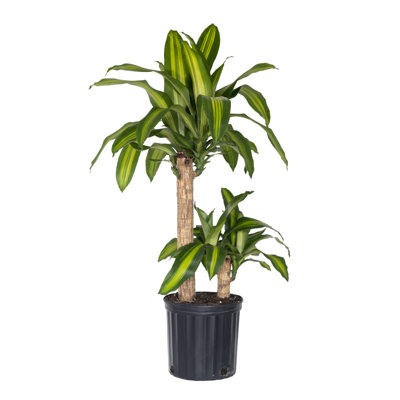 United Nursery Live Dracaena Plant Low Maintenance Plant in Rattan Nursery Pot