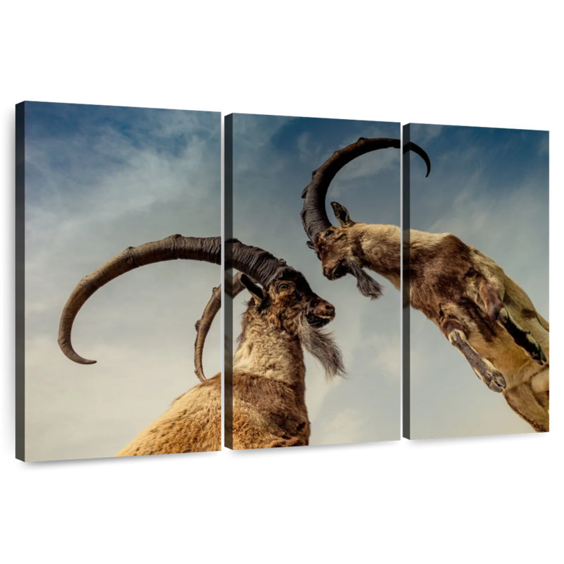 Brampt Goat Clash, 28" H x 45" W