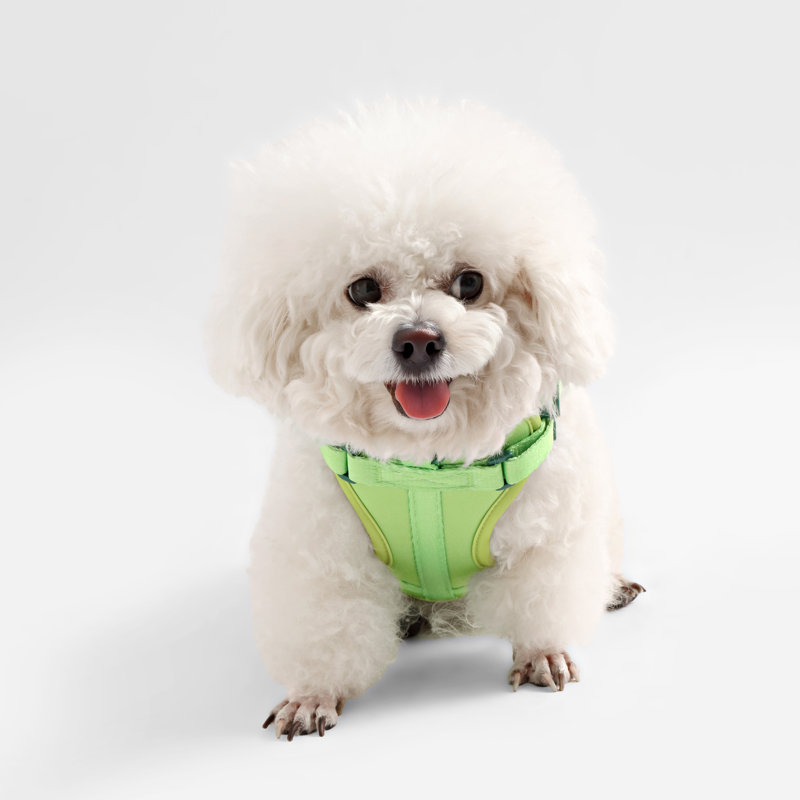 Harnais pour animal de compagnie Arlo, Vert clair