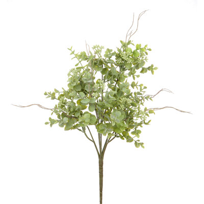 Buisson EUCALYPTUS SEEDED