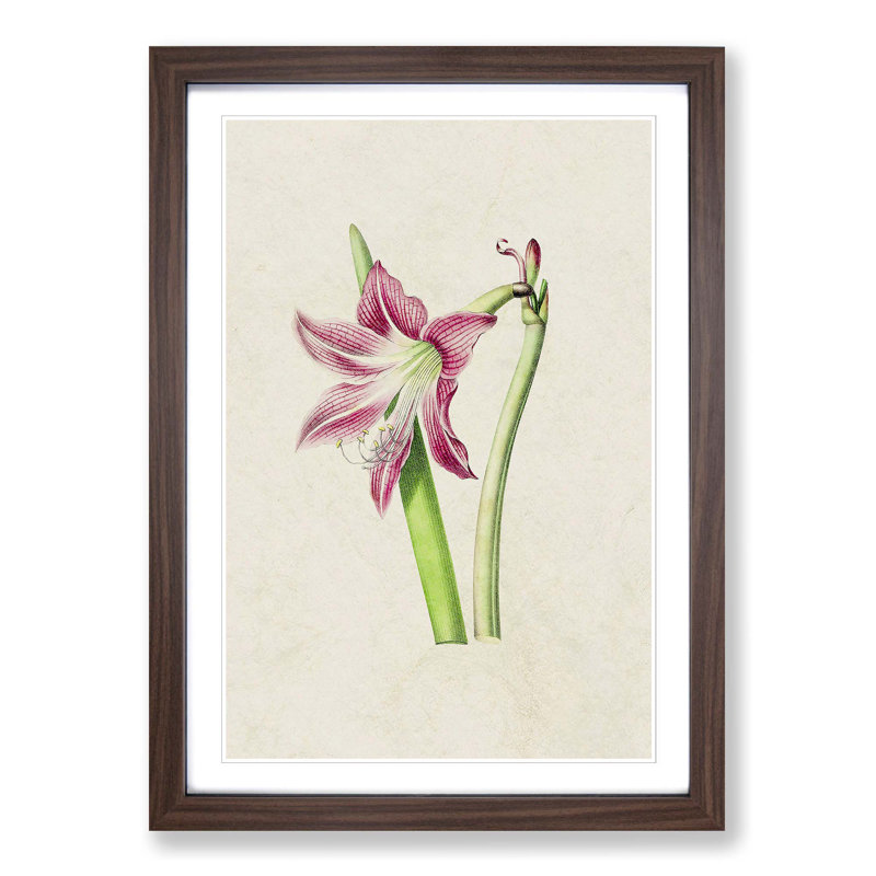 Pink Amaryllis Flower Illustration - Framed Print, 48cm H x 36cm W x 2cm D, Walnut Framed