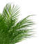 Roiguez Faux Palm Plant in Fiberstone Pot