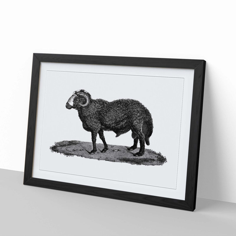 Sheep Illustration - Picture Frame Drawing Print, 27cm H x 36cm W x 2cm D, Black Framed