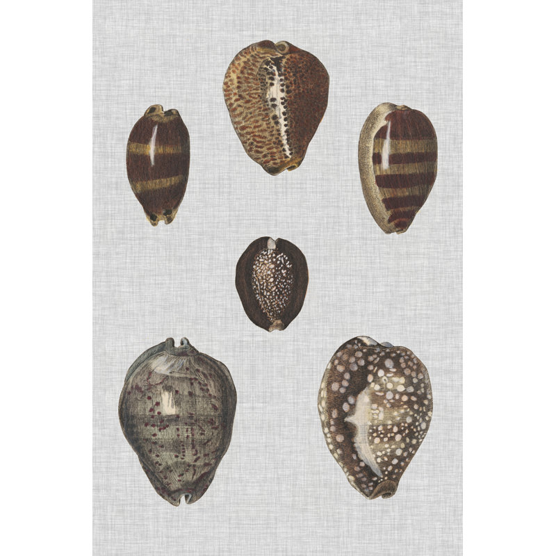Shell Display IV by Denis Diderot - Print on Canvas, Wrapped Canvas, 122cm H x 81cm W