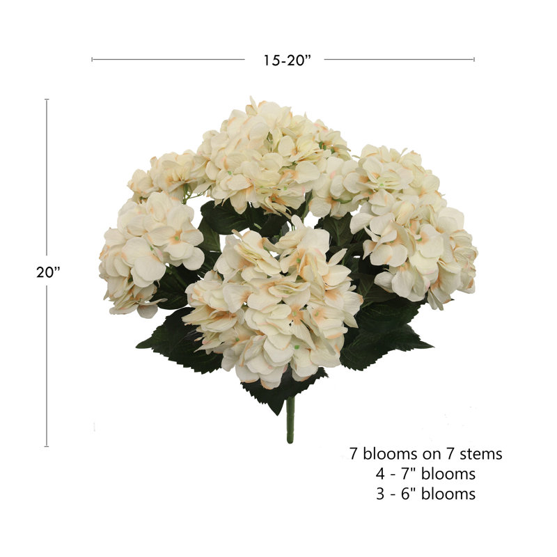 Hortensia, Beige