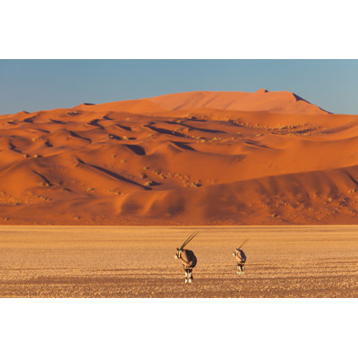 Gemsbok dans le désert