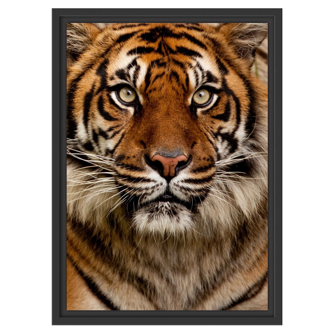 Gerahmtes Wandbild Aufmerksamer Tiger