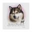 « effet velours alaskan malamute », reproduction d’impression sur toile tendue-26854524