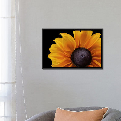 " Rudbeckia 'Indian Summer' " by Alyson Fennell