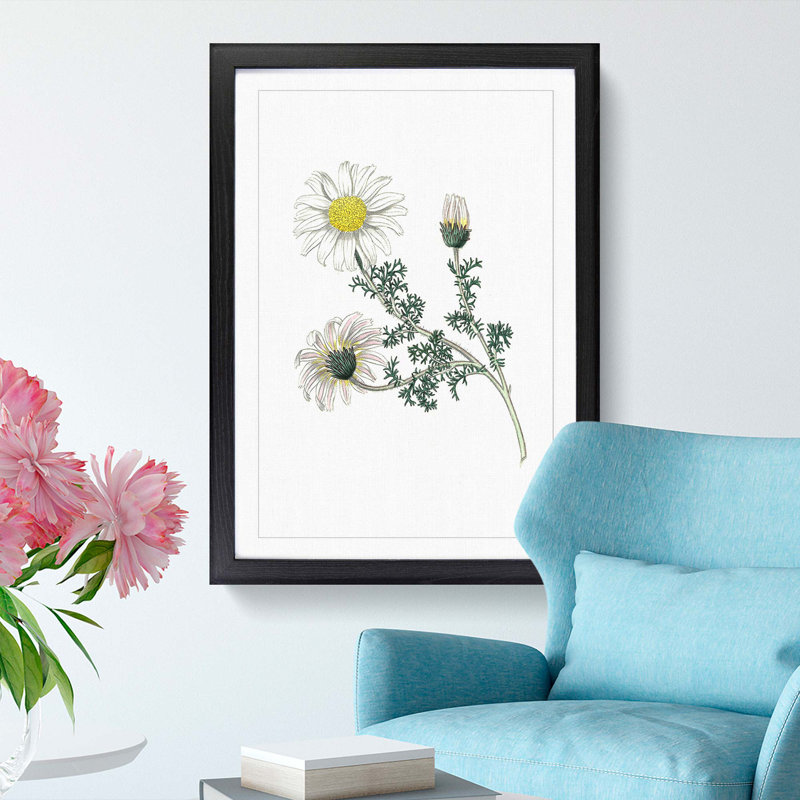 Mount Atlas Daisy Illustration - Picture Frame Painting Print, 48cm H x 36cm W x 2cm D, Black Framed