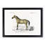 Horse Illustration PL.10a by Charles dOrbigny - Framed Print-55578641-55578643