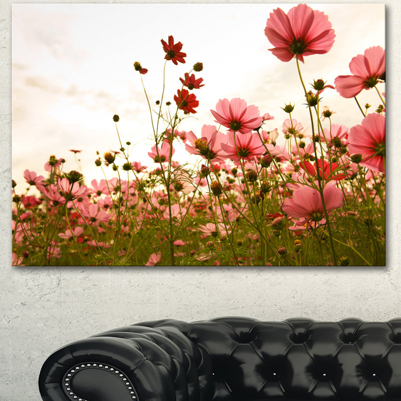 « belle cosmos fleurs jardin », reproduction de photo sur toile tendue, H 30 po x l 40 po