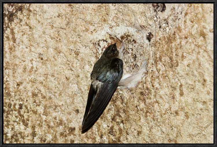 « comestible-nest swiftlet on nest », reproduction de photo sur toile encadrée, H 16 po x l 24 po x P 1,5 po