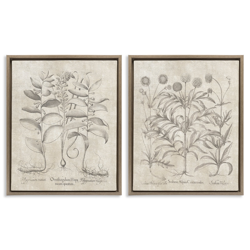 Soft Botanical Study  2 PC  Framed Floater Canvas Set by Lettered and Lined, Montalcino Elm Floater Frame, 21" H x 17" W