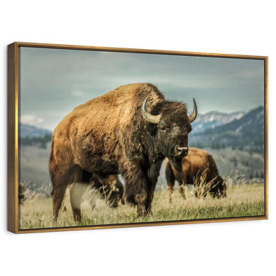 Wyoming Bison