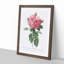Giant French Rose in Pink by Pierre-Joseph Redoute - Picture Frame Painting Print-55608578-55608575