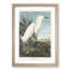 Snowy Heron by John Audubon - Picture Frame Painting Print-55618746-55618745
