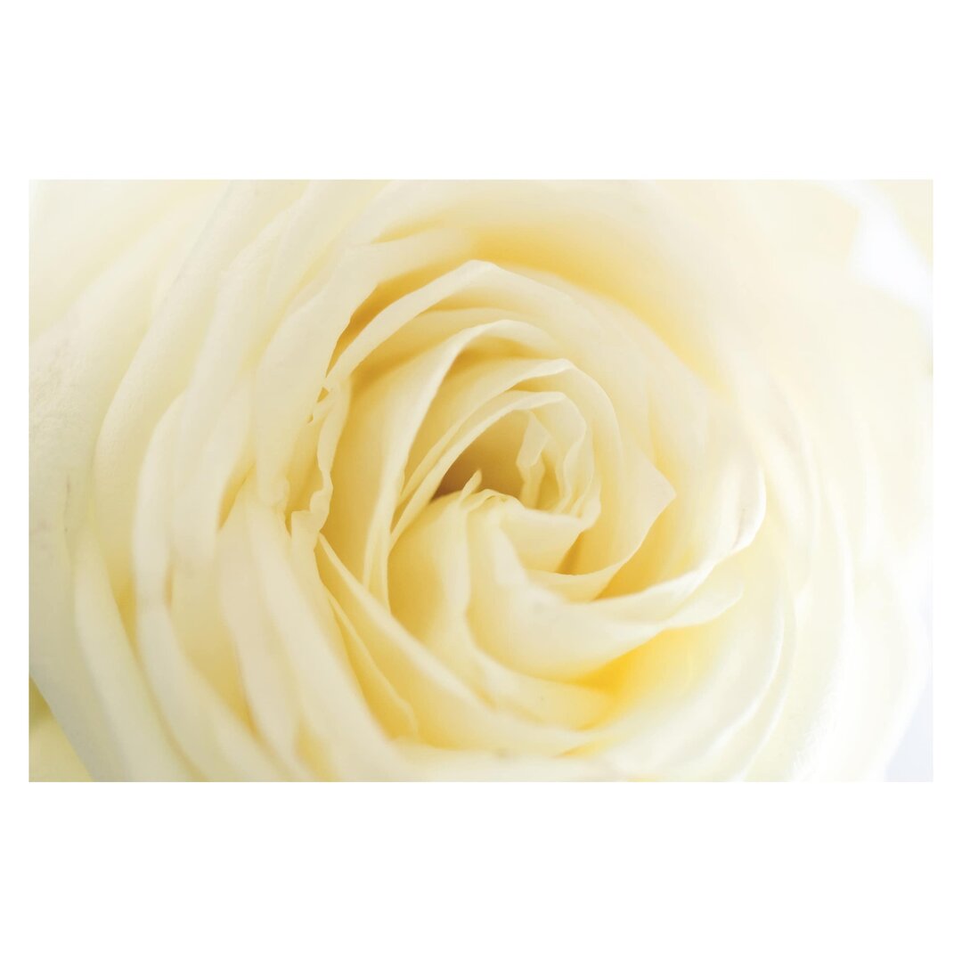 Matte Tapete White Rose 3,2 m x 480 cm