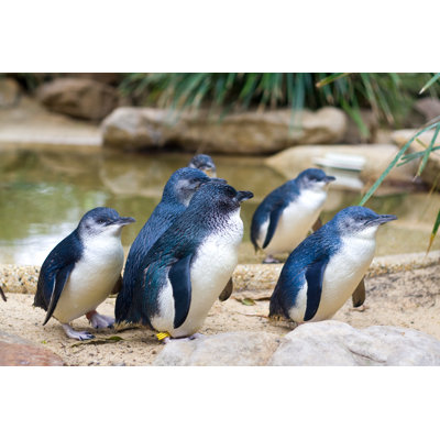" Little Penguins "