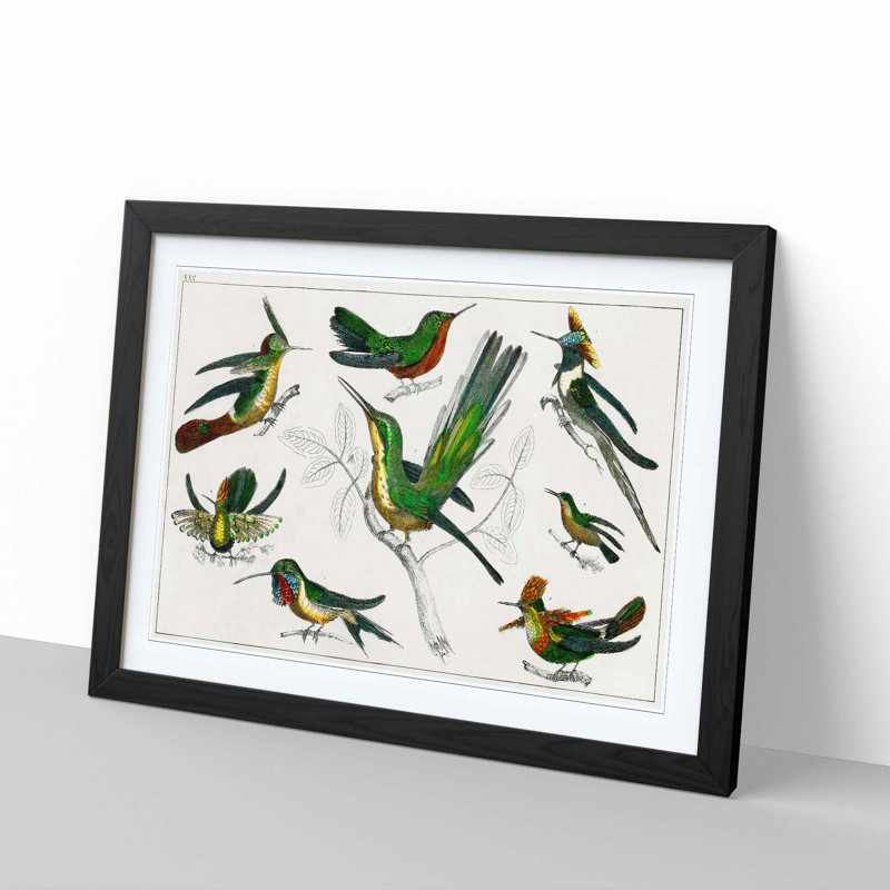 Collection of Hummingbirds XXV by Oliver Goldsmith - Picture Frame Painting, 27cm H x 36cm W x 2cm D, Black Framed