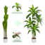 Anjely Faux Agave Plant-474197633