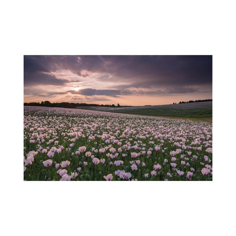 Poppyfield Sunset by Adam Burton - Wrapped Canvas Print, 20.32 cm H x 30.48 cm W