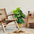 30 " H Faux Pothos Plant in Wicker/Rattan Basket