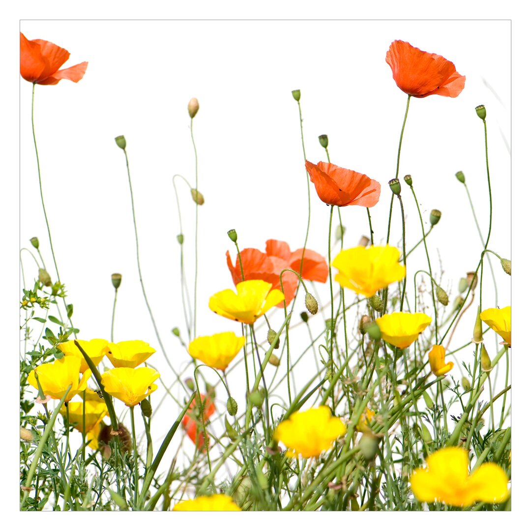 Matte Fototapete Wildblumen 1,92 m x 192 cm