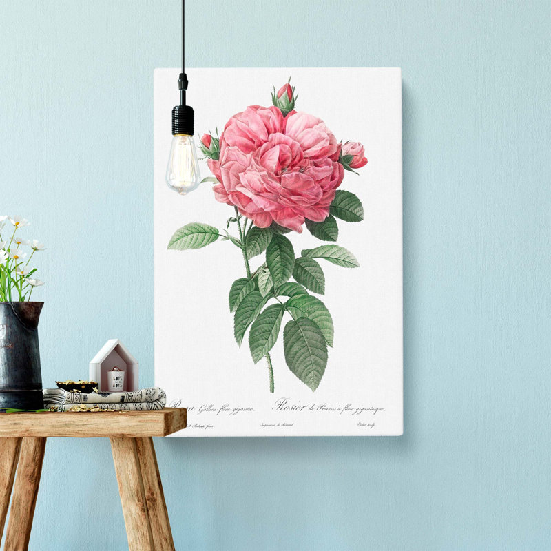Giant French Rose In Pink by Pierre-Joseph Redoute - Wrapped Canvas, 76cm H x 50cm W x 3cm D