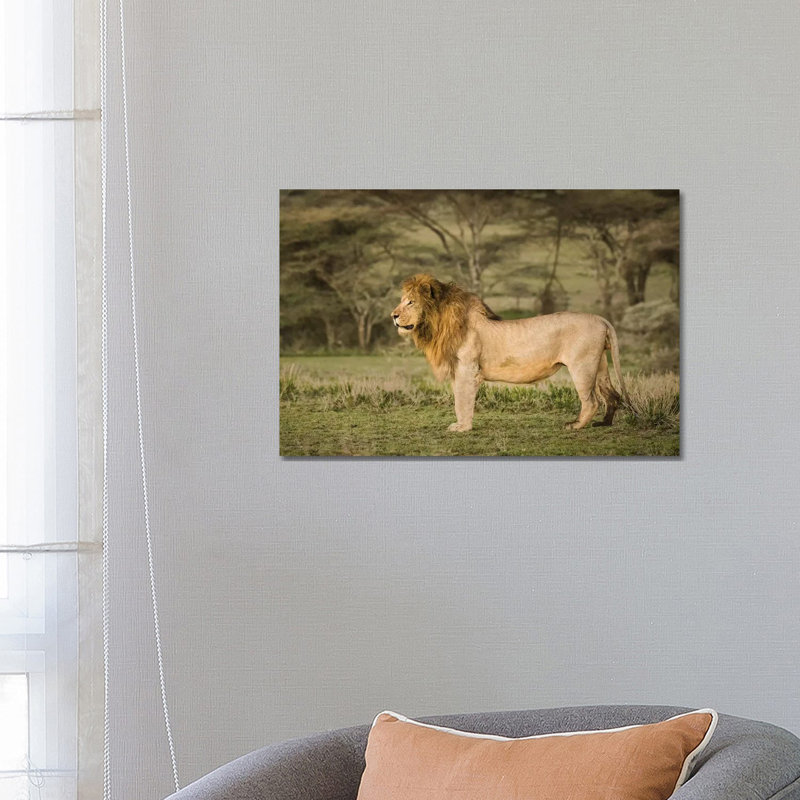 Africa, Tanzania, Ngorongoro Conservation Area. Male Lion In Profile by Jaynes Gallery - Wrapped Canvas Print