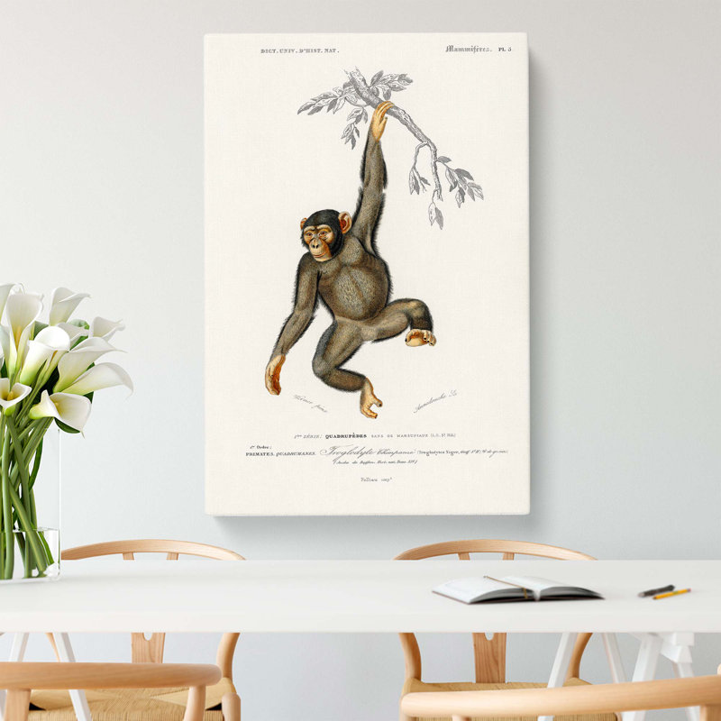 Chimpanzee by Charles D' Orbigny - Wrapped Canvas Painting, 50cm H x 35cm W x 3cm D