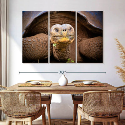 Brampt Galapagos Tortoise