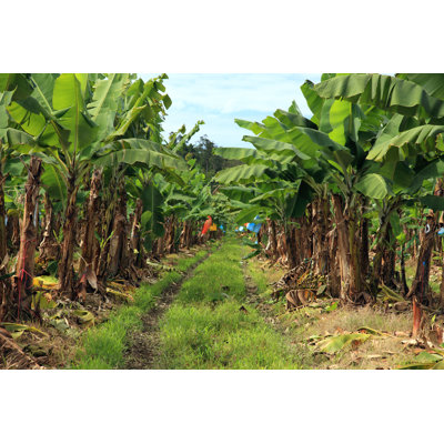 Banana Plantation par Kaarsten, photographie sur toile tendue