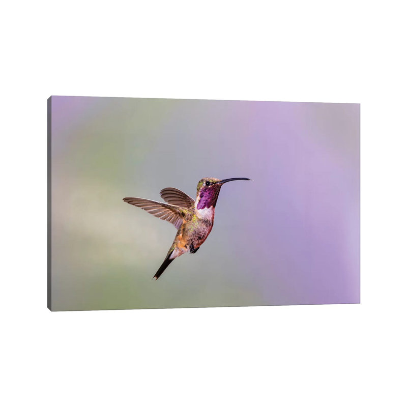 Lucifer Hummingbird (Calothorax Lucifer) Male Hovering. by Larry Ditto - Wrapped Canvas Print, 20.32 cm H x 30.48 cm W