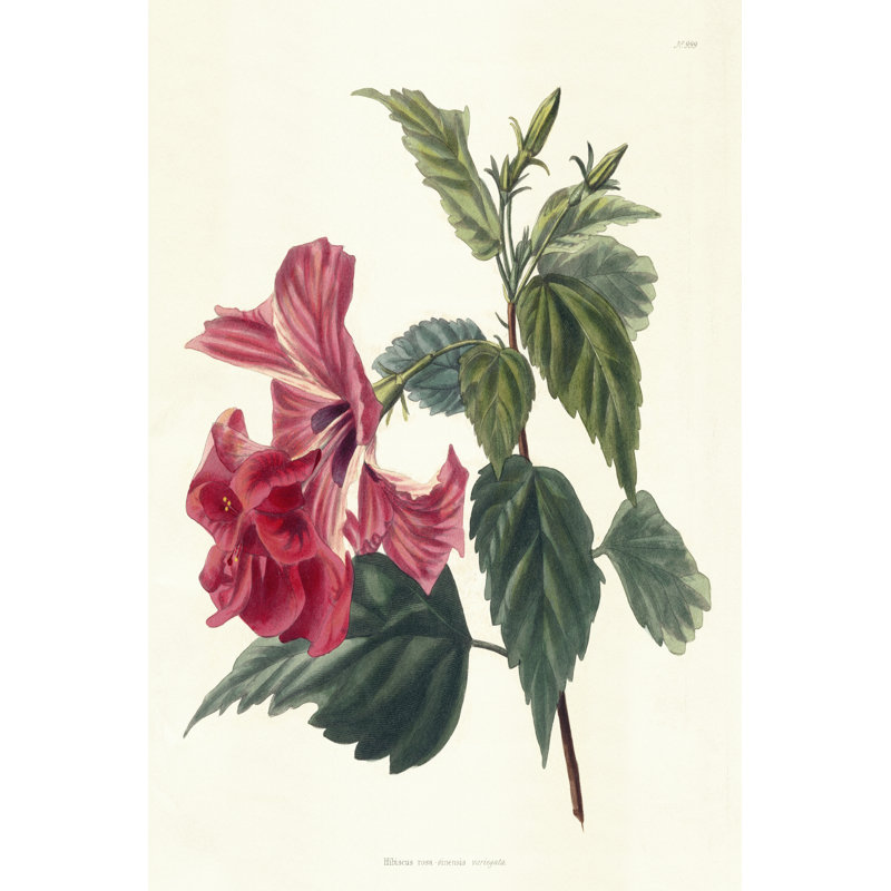 Rose Hibiscus II - Wrapped Canvas Art Prints, 76cm H x 51cm W x 3.8cm D