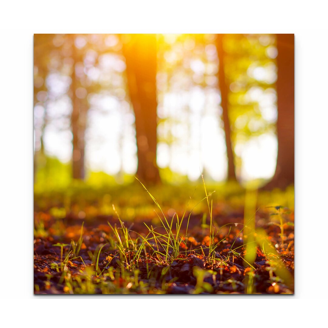 Leinwandbild Waldboden im Sonnenlicht