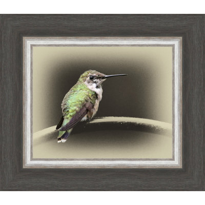 « féminin ruby enballed hummingbird », reproduction de photo sur toile tendue encadrée