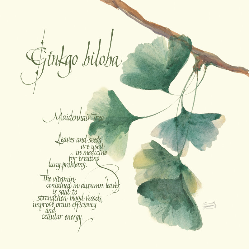 " Ginkgo Biloba " by Chris Paschke, 20" H x 20" W x 1.25" D