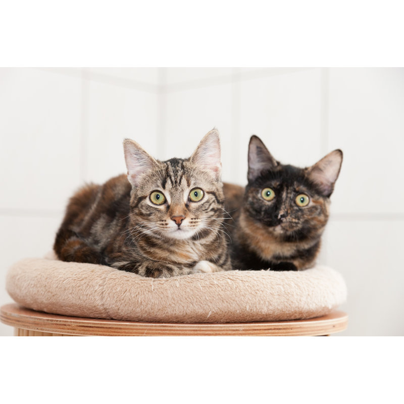 Cute Young Cats by W-ings - No Frame Print on Canvas, 30cm H x 46cm W