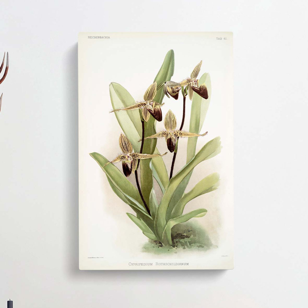 Magnolia Flowers Illustration Tab.61 by Frederick Sander - Wrapped Canvas