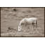 Graze III Print by Adam Mowery-73260577-73304008