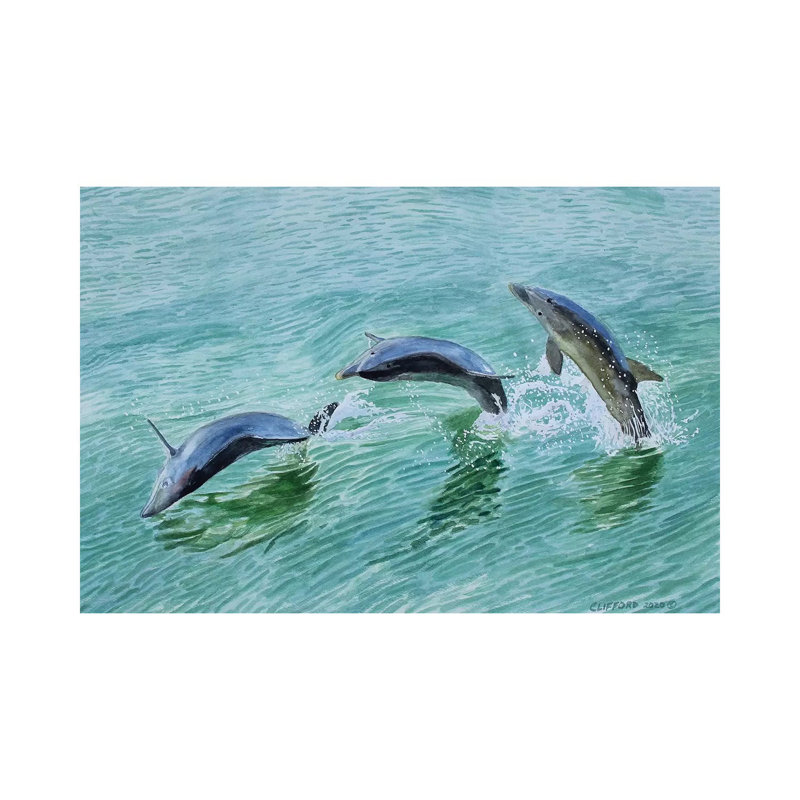 Dolphin Splash, H 8 po x l 12 po x P 0,75 po