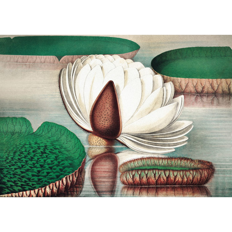 Lilies 1 Print by Grand Archives
