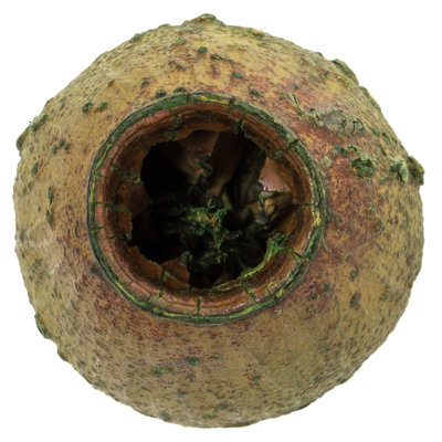 1'' Plant