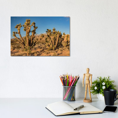 Joshua Trees In The Desert, Virgin Mountains, Gold Butte National Monument, Nevada by Jeff Foott - Wrapped Canvas Print