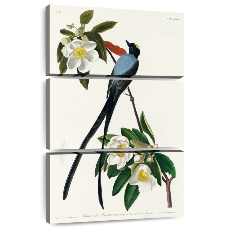Brampt Fork-Tailed Flycatcher, 45" H x 28" W