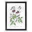 White Leather Clematis Flower - Framed Print-55612569-55612570