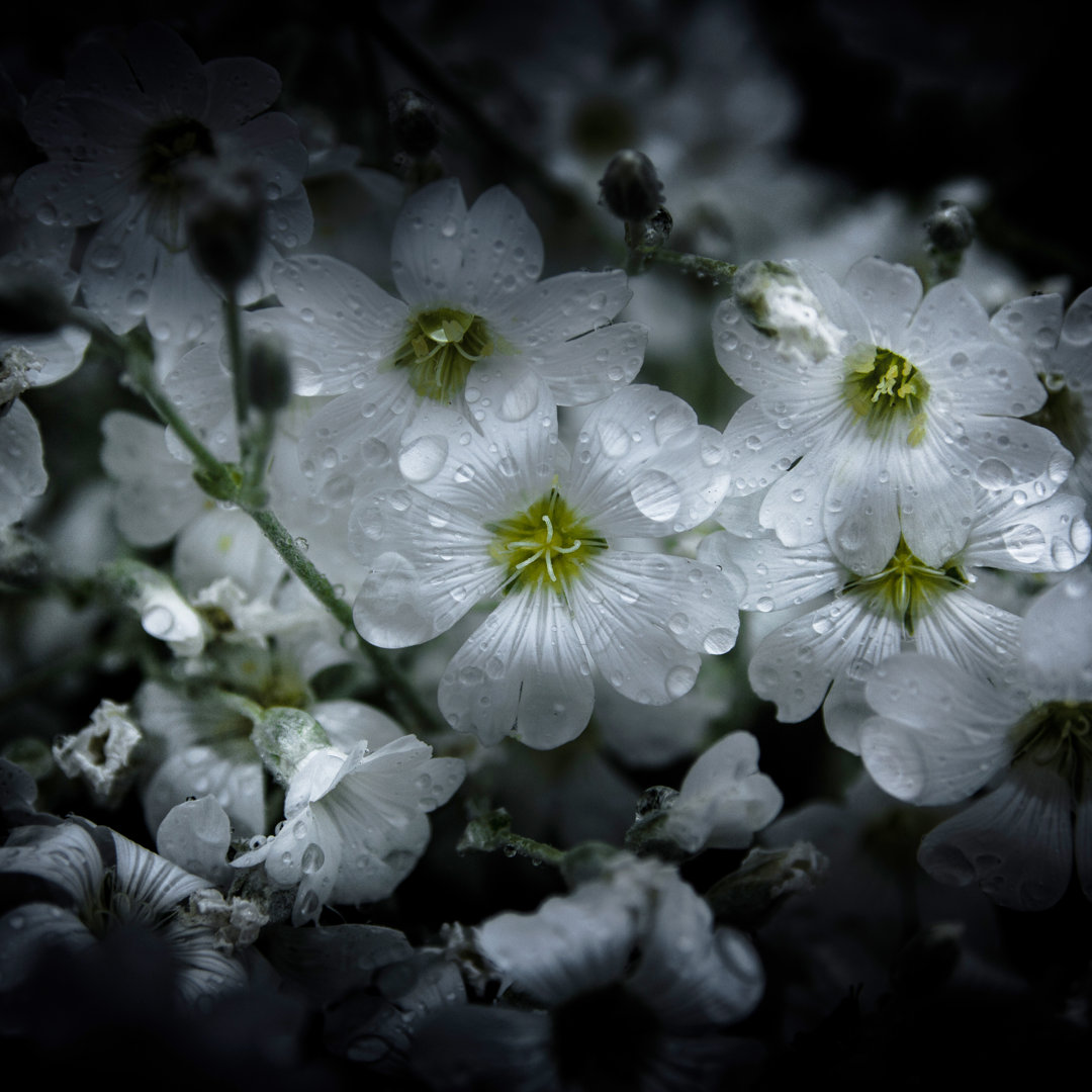 Leinwandbild White Petunia von Brian Carson