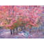 Autumn Maple Trees In Zion National Park Print by Bruce Heinemann-71199721-92903771-132510958