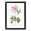 Cabbage Rose in Pink by Pierre-Joseph Redoute - Picture Frame Art Print-55513214-55513216